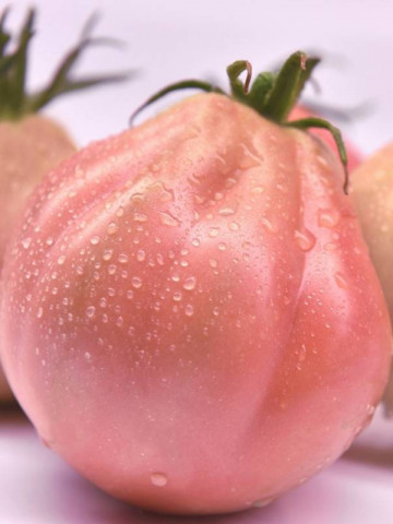 Rosamunda F1 seminte rosii tip Inima de Albenga Roz (100 seminte), ISI Sementi