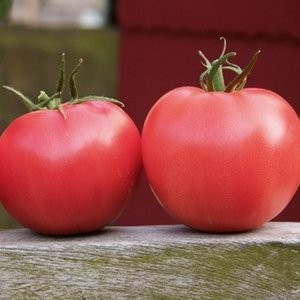 Rosii Aphen F1 - 10 seminte de tomate roz Hibrid nedeterminat extratimpuriu
