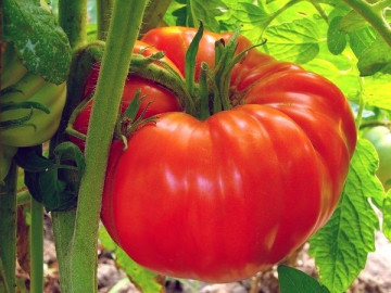 Rosii Zmeura Gigant (Malinowy Olbrzym) – 0.5 gr – Seminte Tomate tip Gigant Roz Soi cu Crestere Nedeterminata origine Polonia