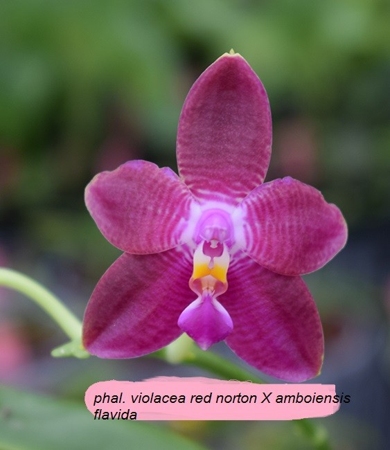 Phalaenopsis Guadalupe Pineda (bellina x amboinensis) Phalaenopsis-violacea-red-norton-x-ph-amboinensis-flavida~353